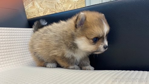 成約済の兵庫県のポメラニアン-311232の8枚目